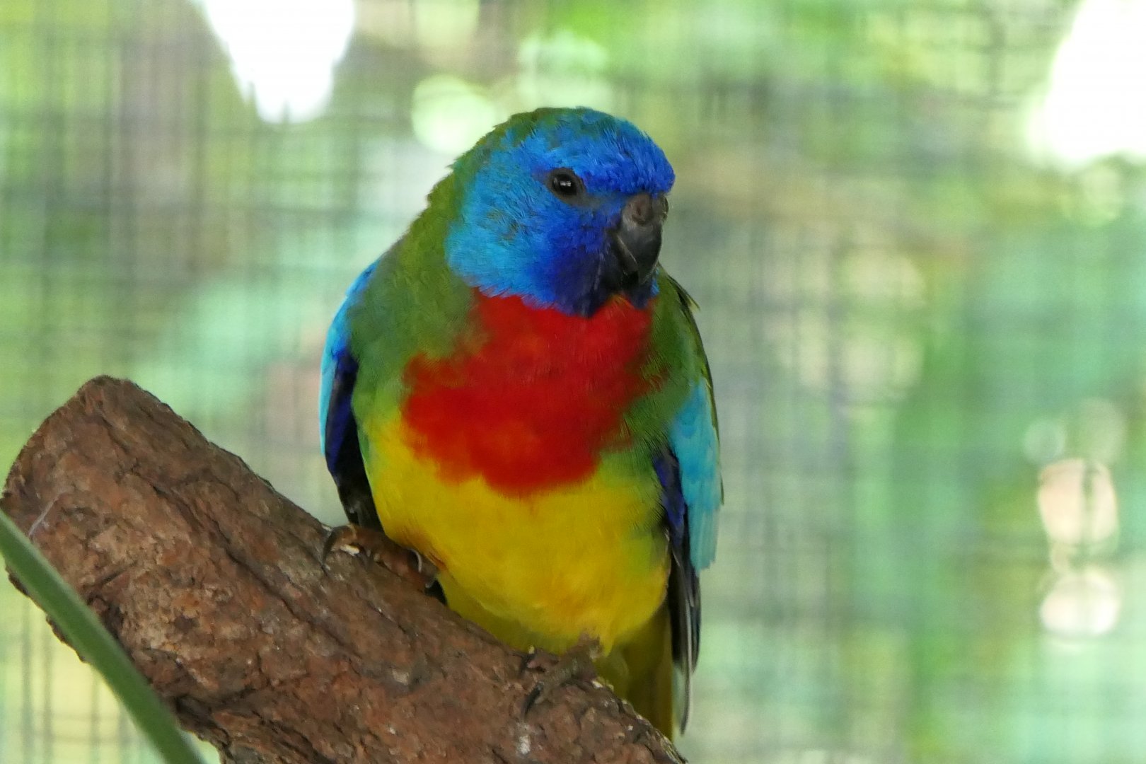 Scarlet-chested Parrot
