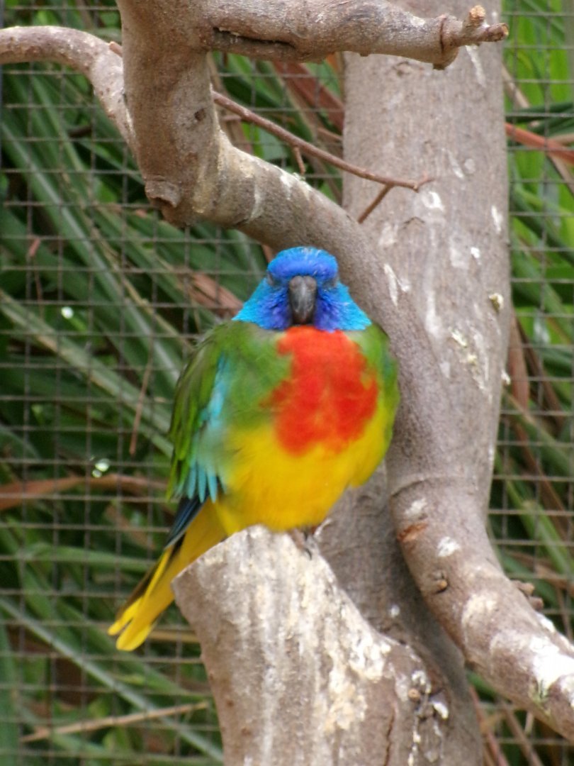 Scarlet-chested parrot