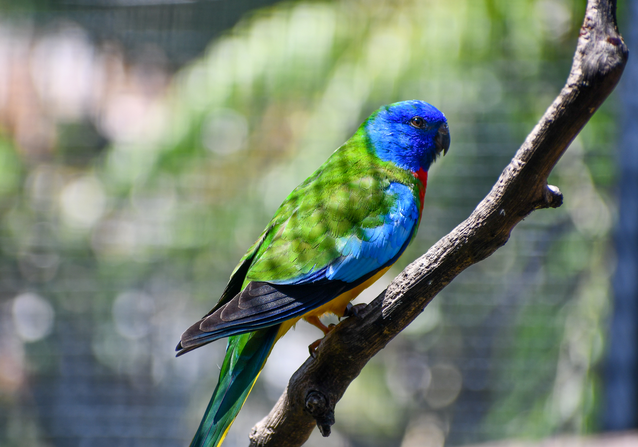 Scarlet-chested Parrot