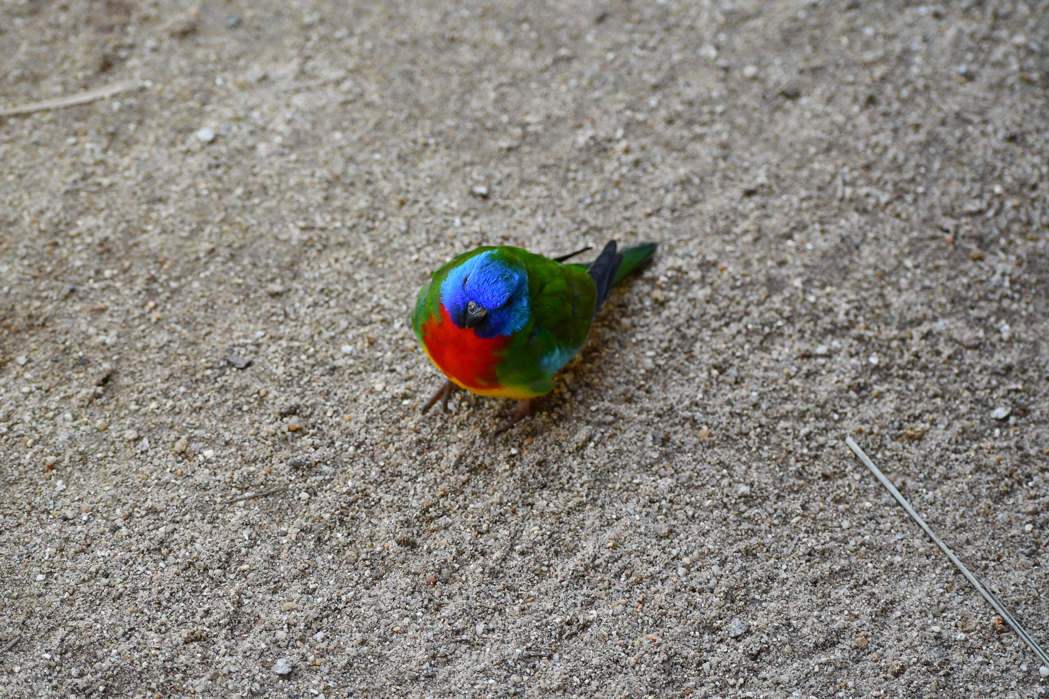 Scarlet-chested Parrot