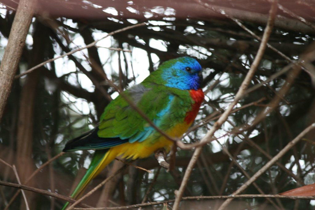 Scarlet-chested Parrot