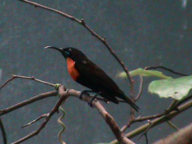 scarlet-chested sunbird 080112