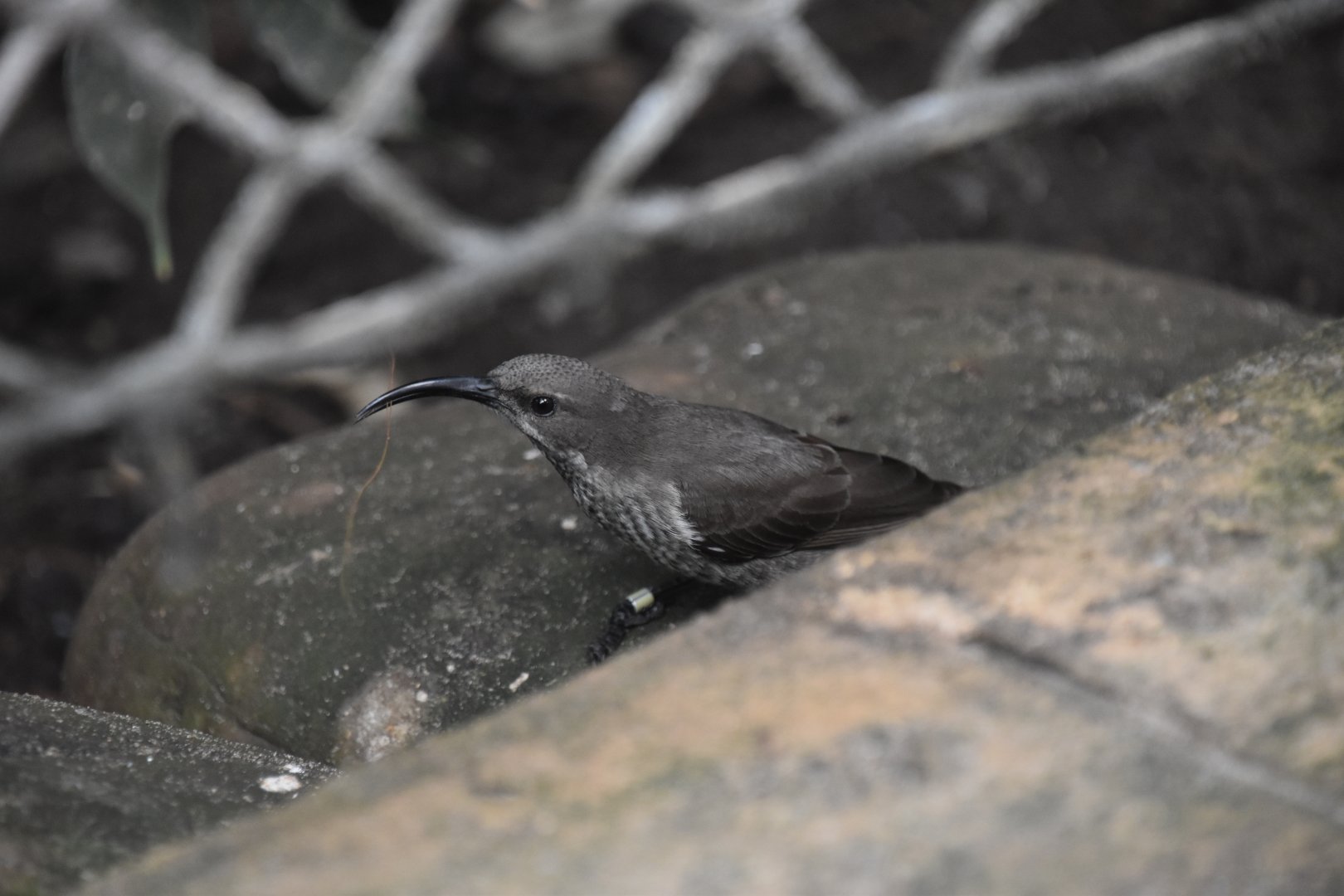 Scarlet chested sunbird building nest