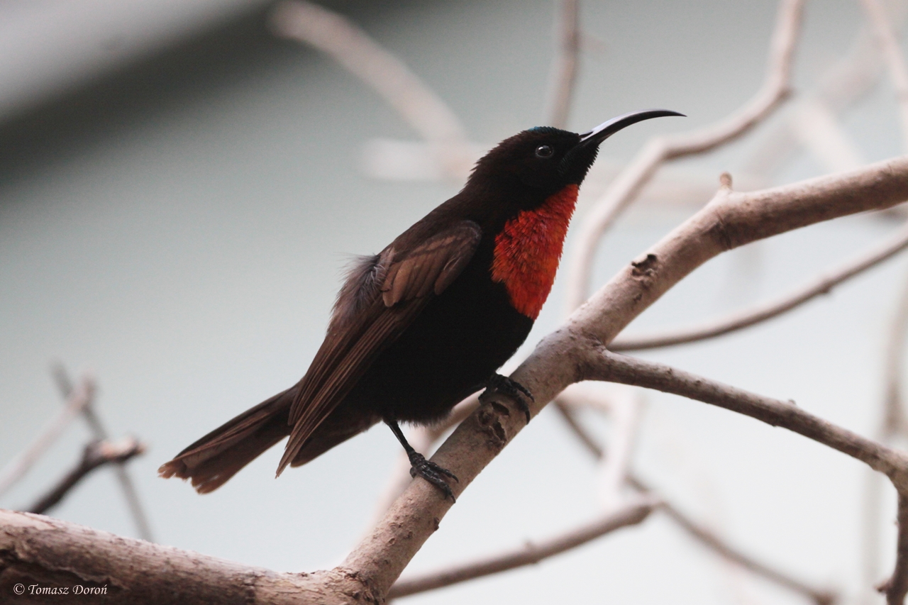 Scarlet-chested Sunbird (Chalcomitra senegalensis) male