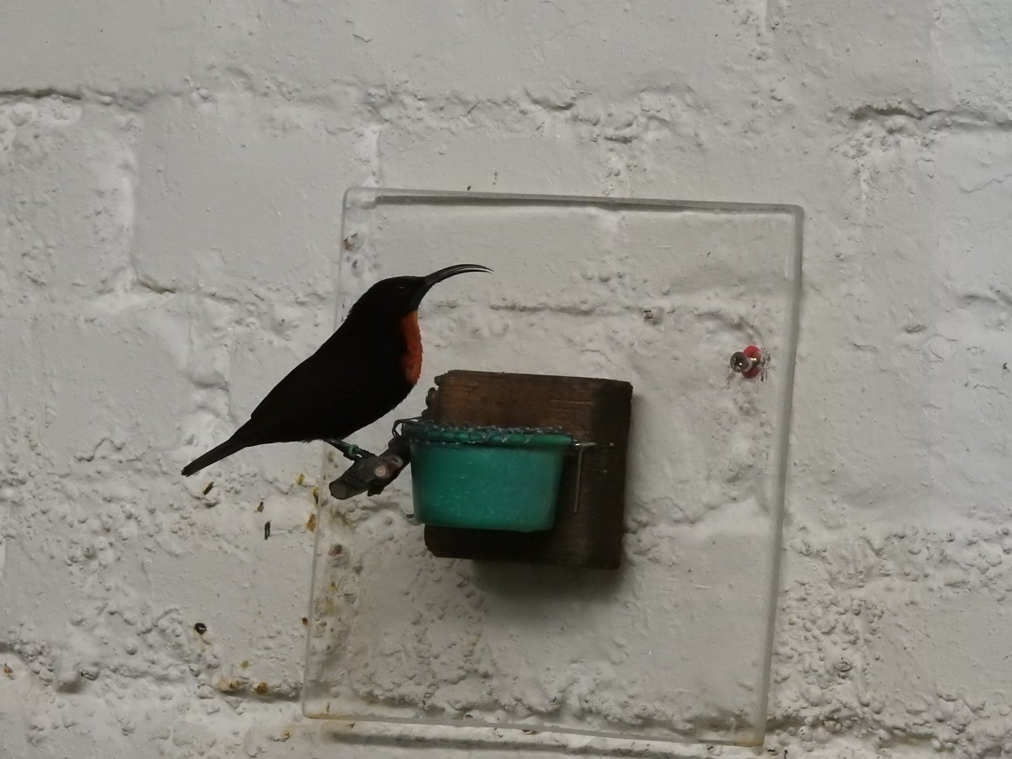Scarlet-Chested Sunbird (Chalcomitra senegalensis)