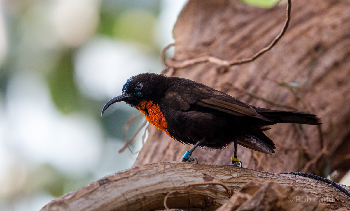 Scarlet-chested sunbird : Cotswold WP : 16 Jan 2016