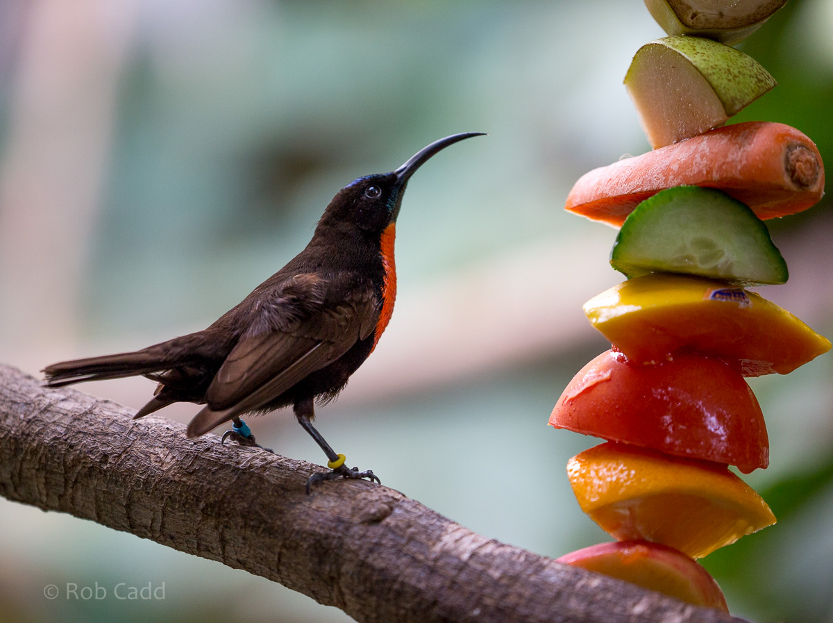 Scarlet-chested sunbird : Cotswold WP : 20 Oct 2015