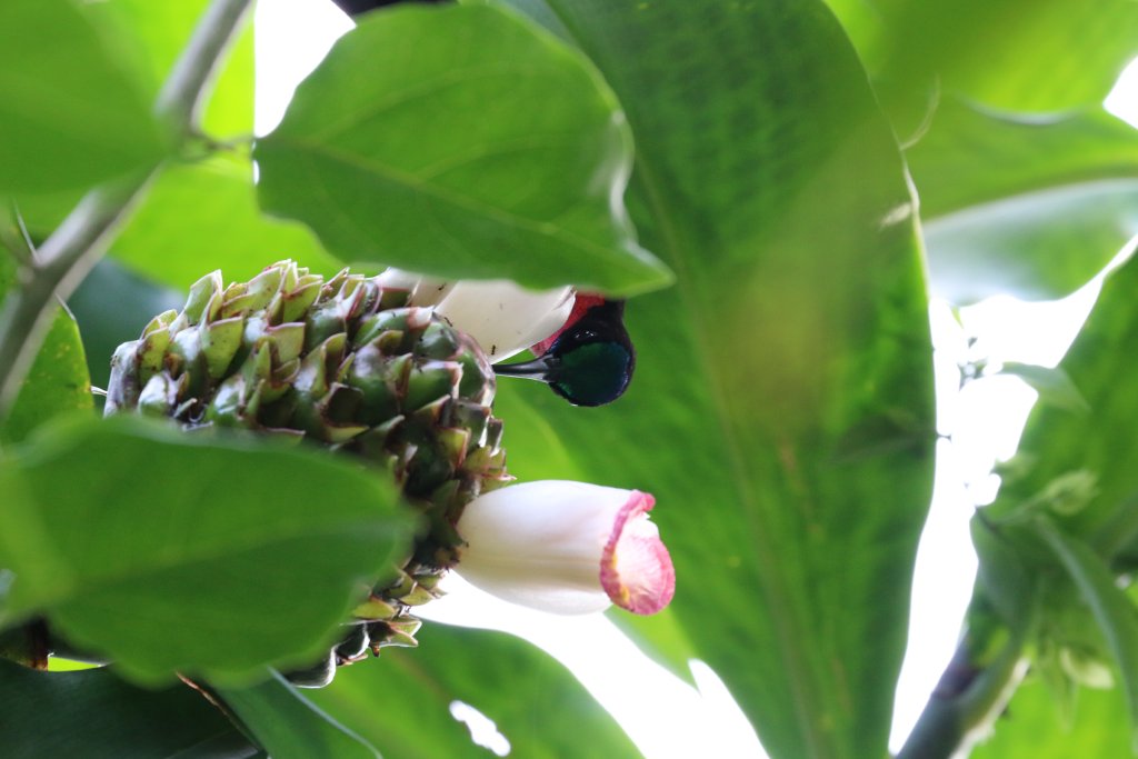 Scarlet-chested Sunbird feeding