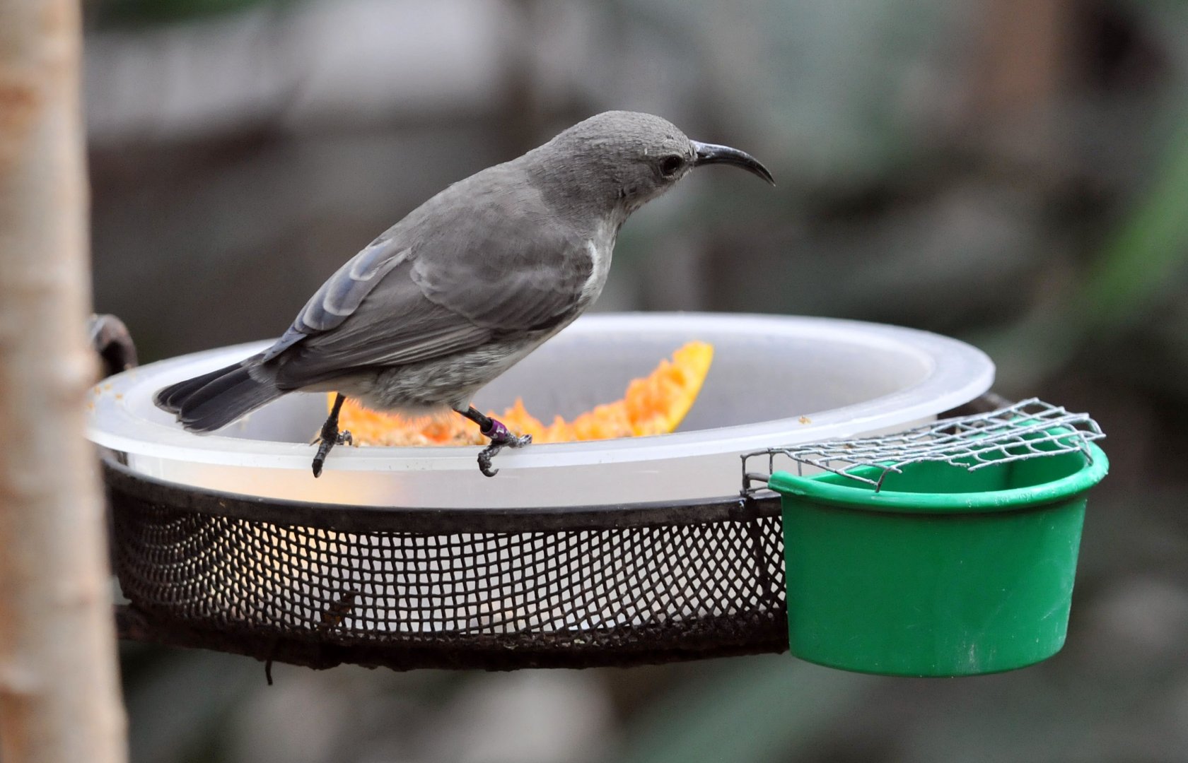 Scarlet chested sunbird female