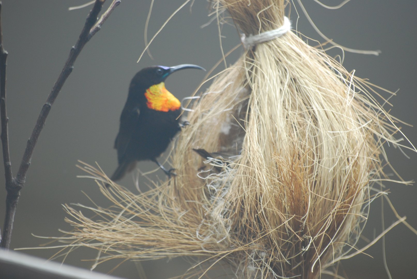Scarlet-chested sunbird male at nest