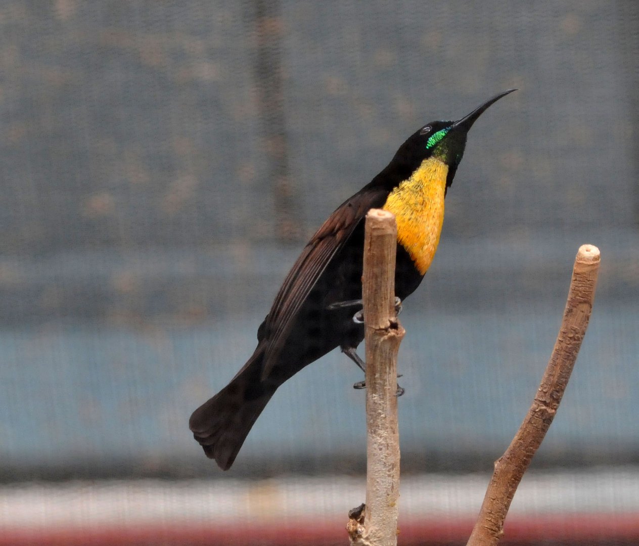 Scarlet chested sunbird male
