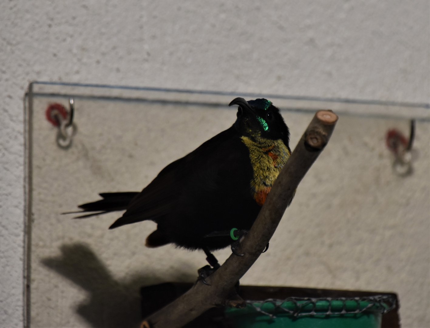 Scarlet-chested sunbird male
