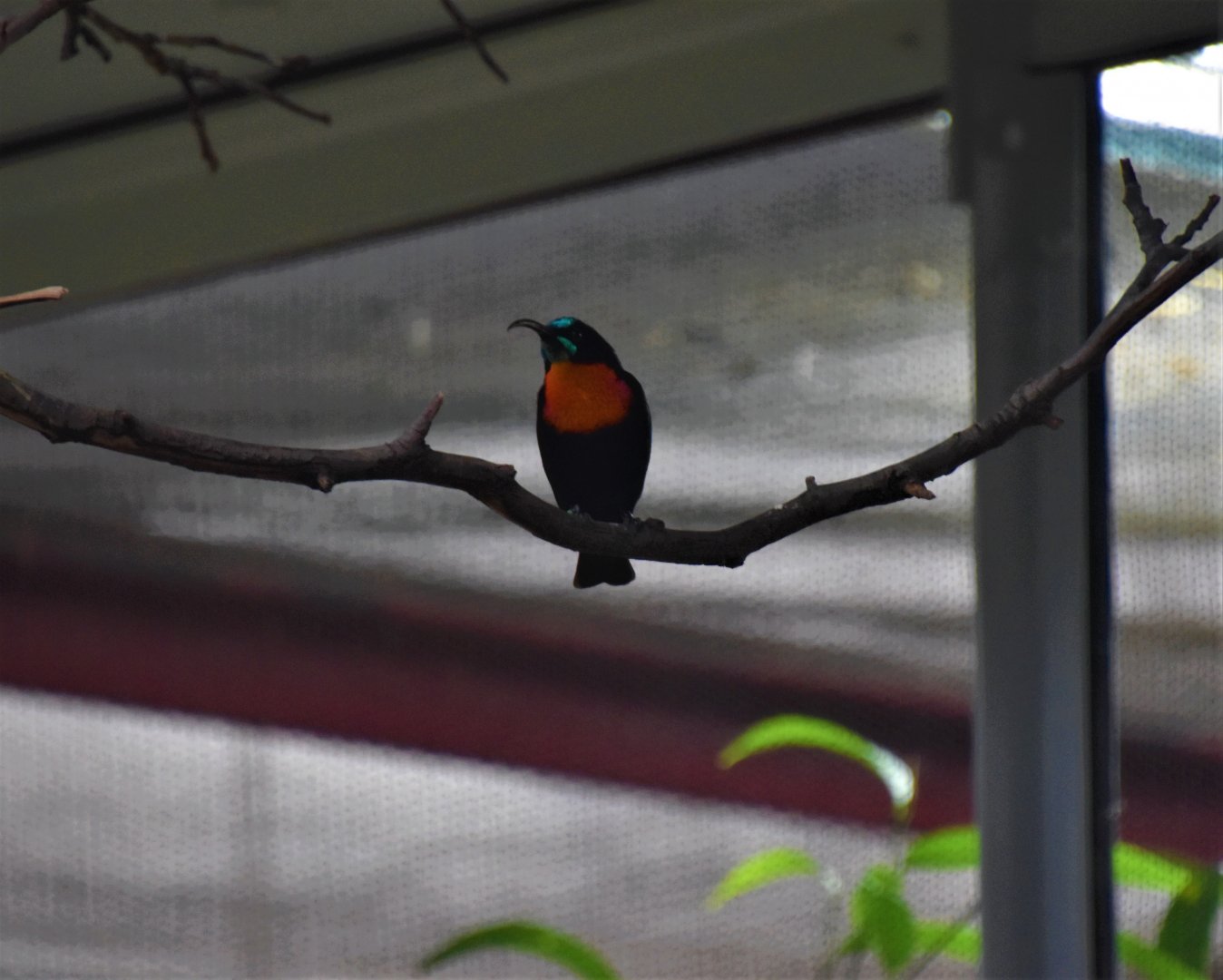 Scarlet-chested sunbird male