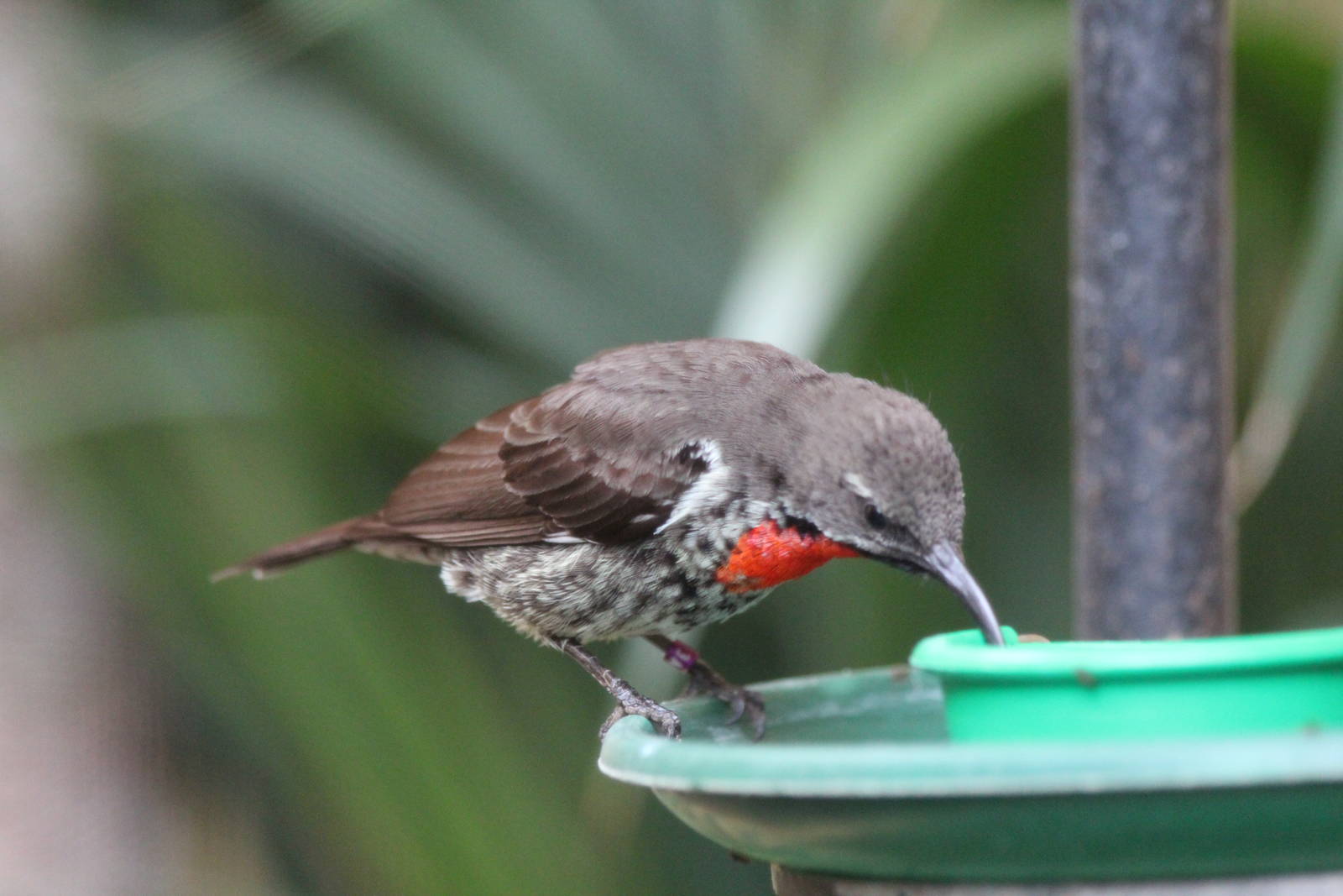 Scarlet-chested Sunbird