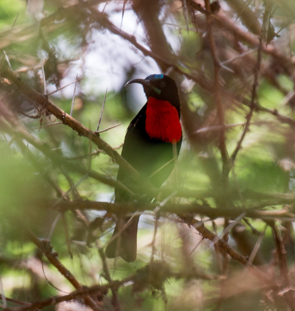 Scarlet-chested Sunbird