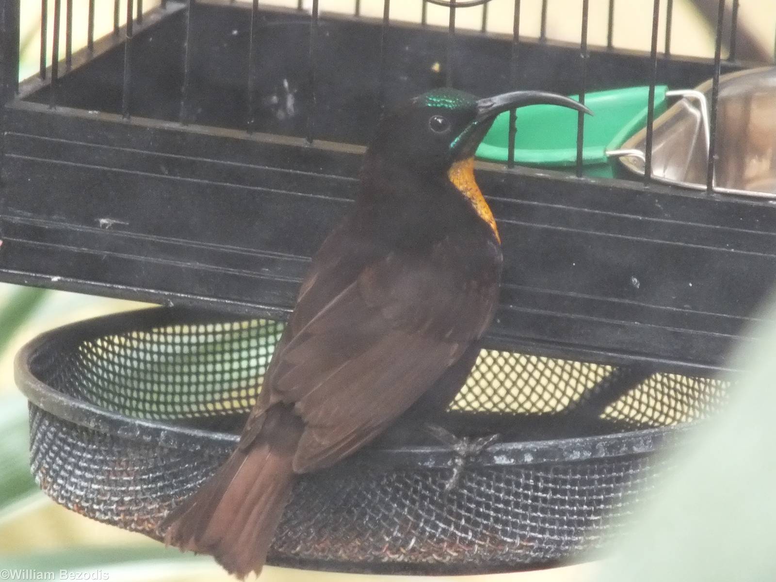 Scarlet-chested Sunbird