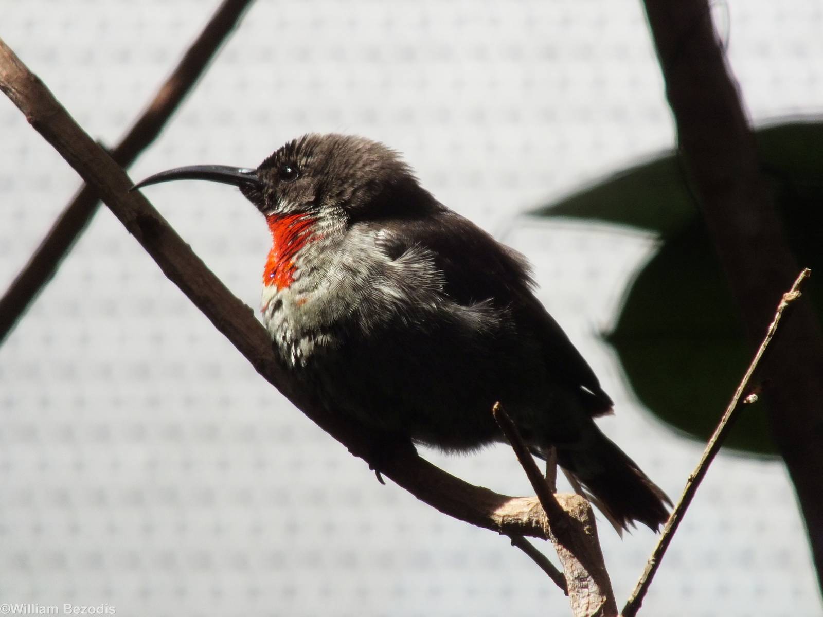 Scarlet-chested Sunbird