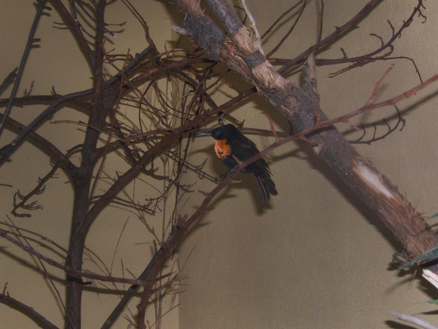 Scarlet-chested Sunbird