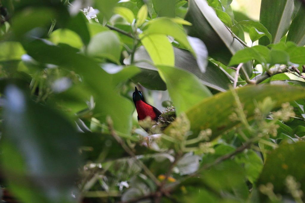 Scarlet-chested Sunbird