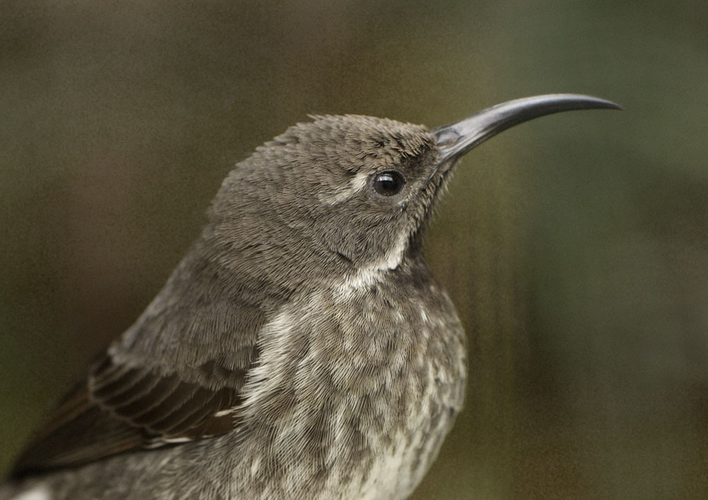 Scarlet-chested sunbird