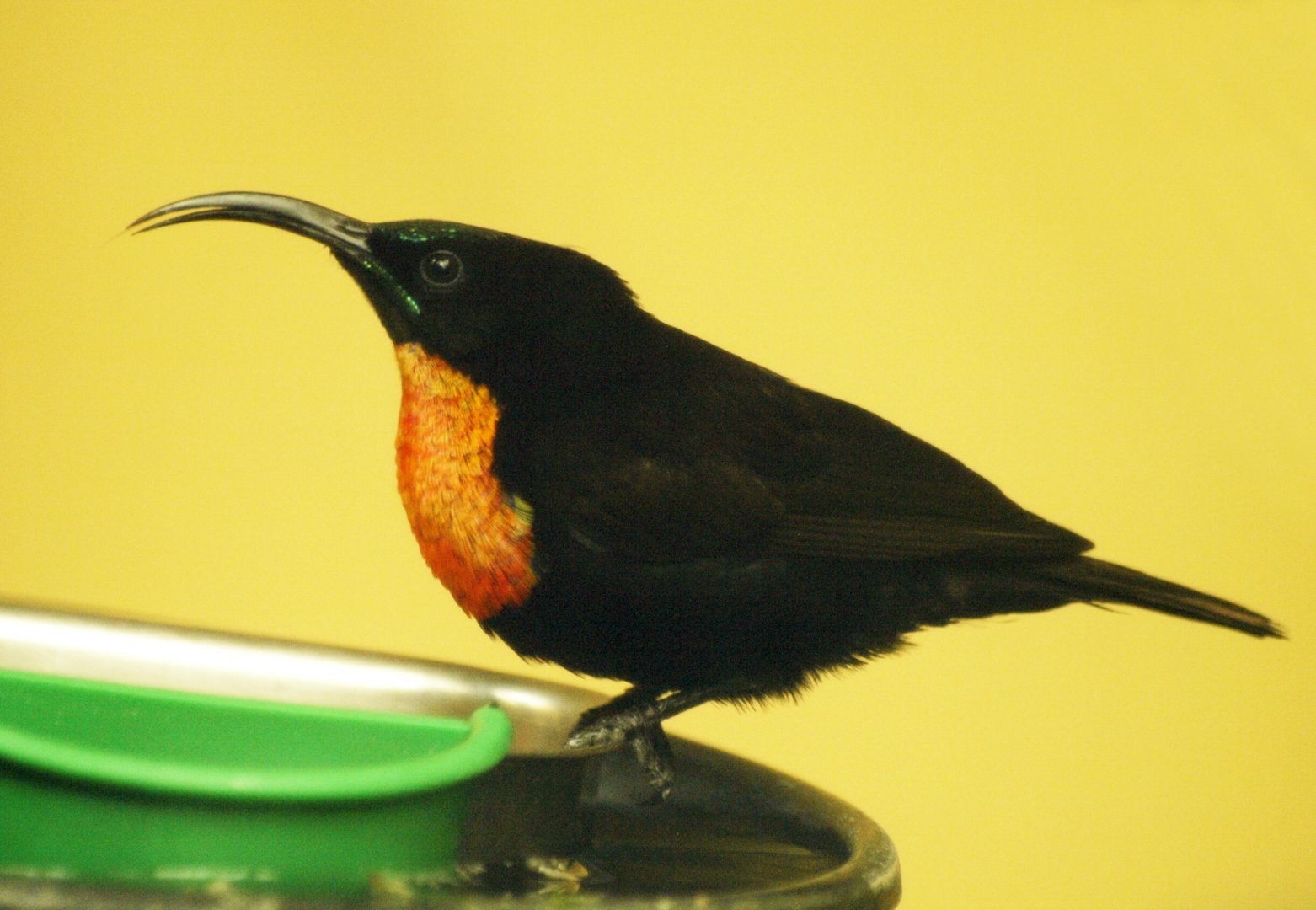 Scarlet-chested sunbird