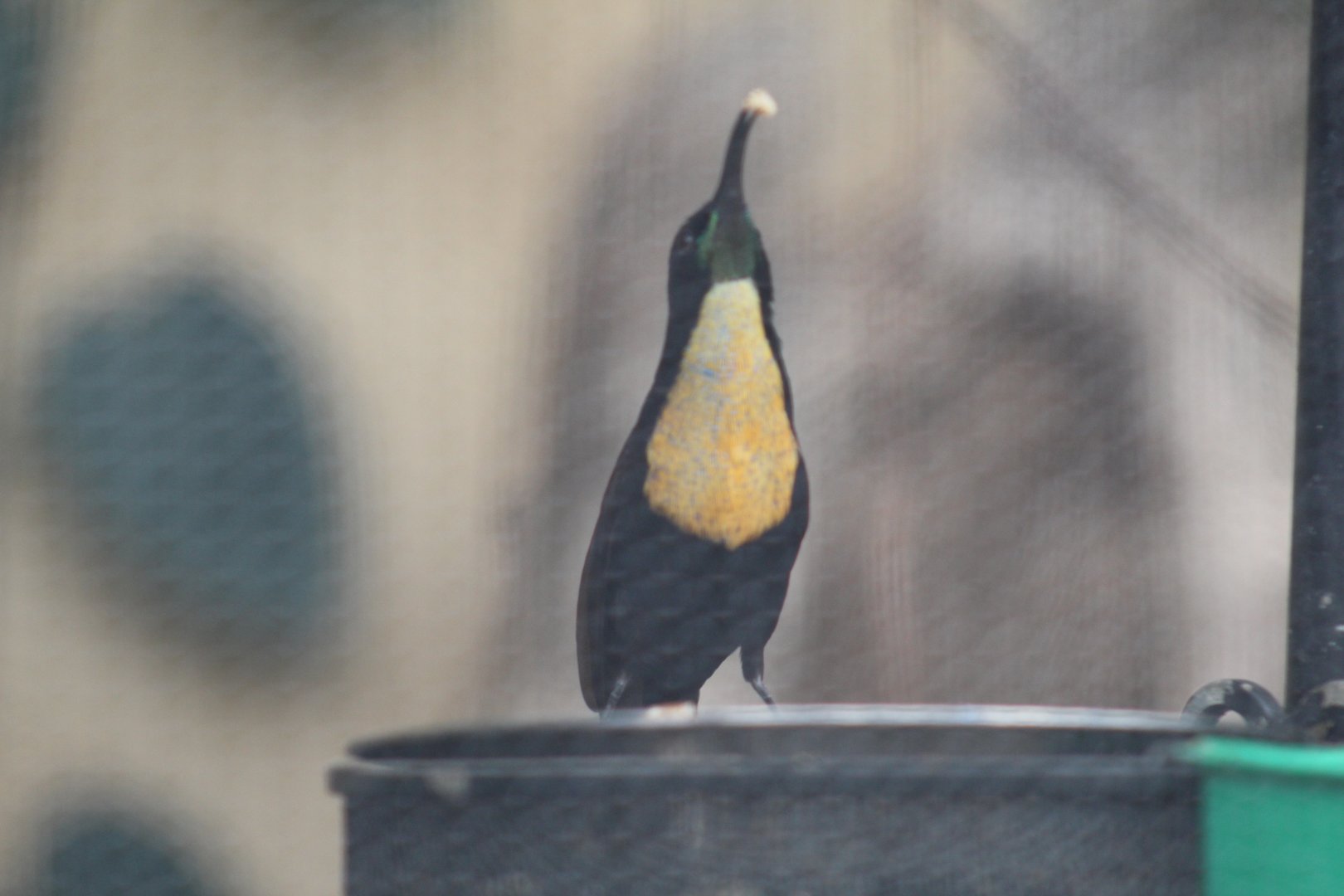 Scarlet-Chested Sunbird