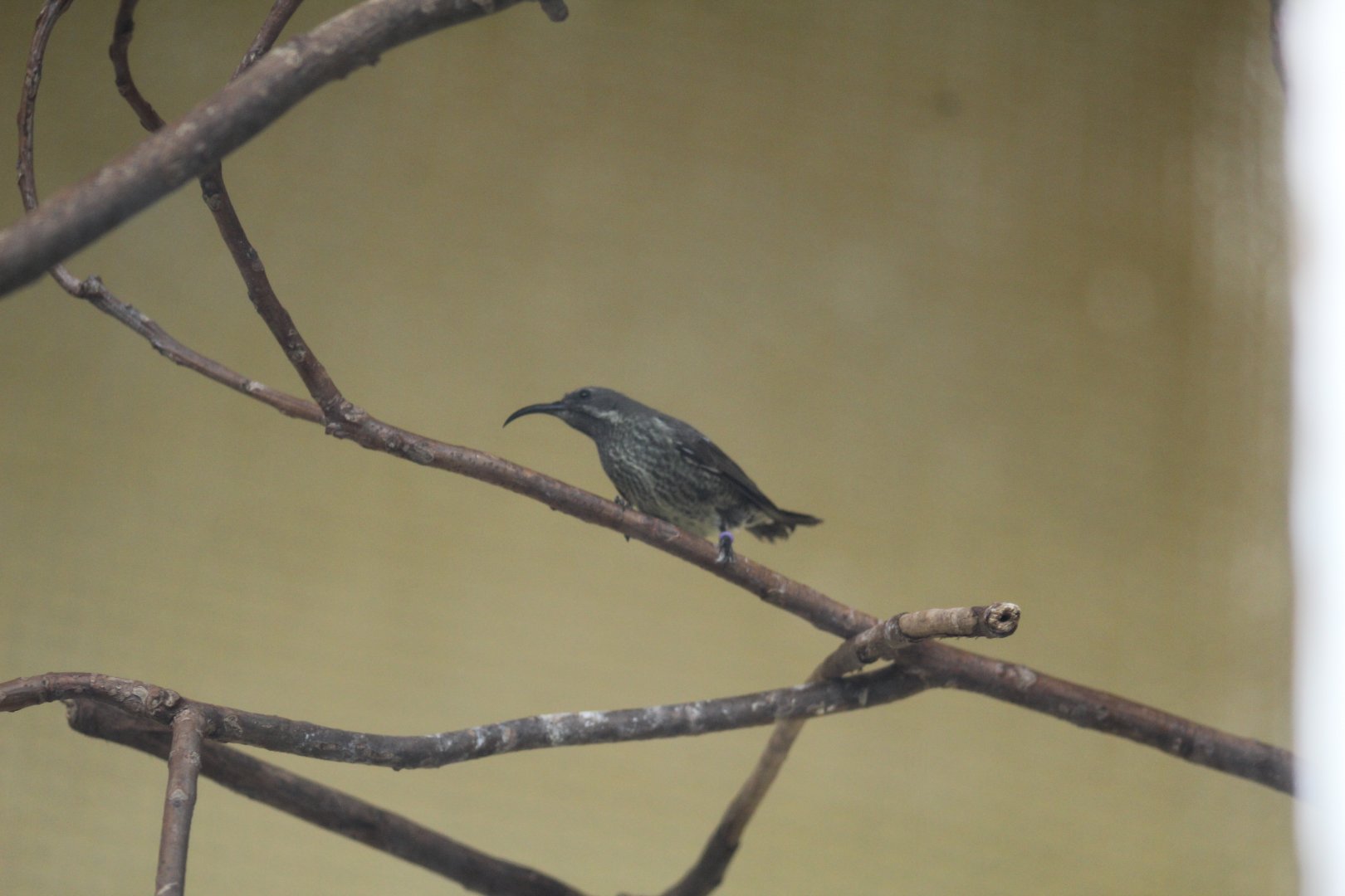 Scarlet-Chested Sunbird