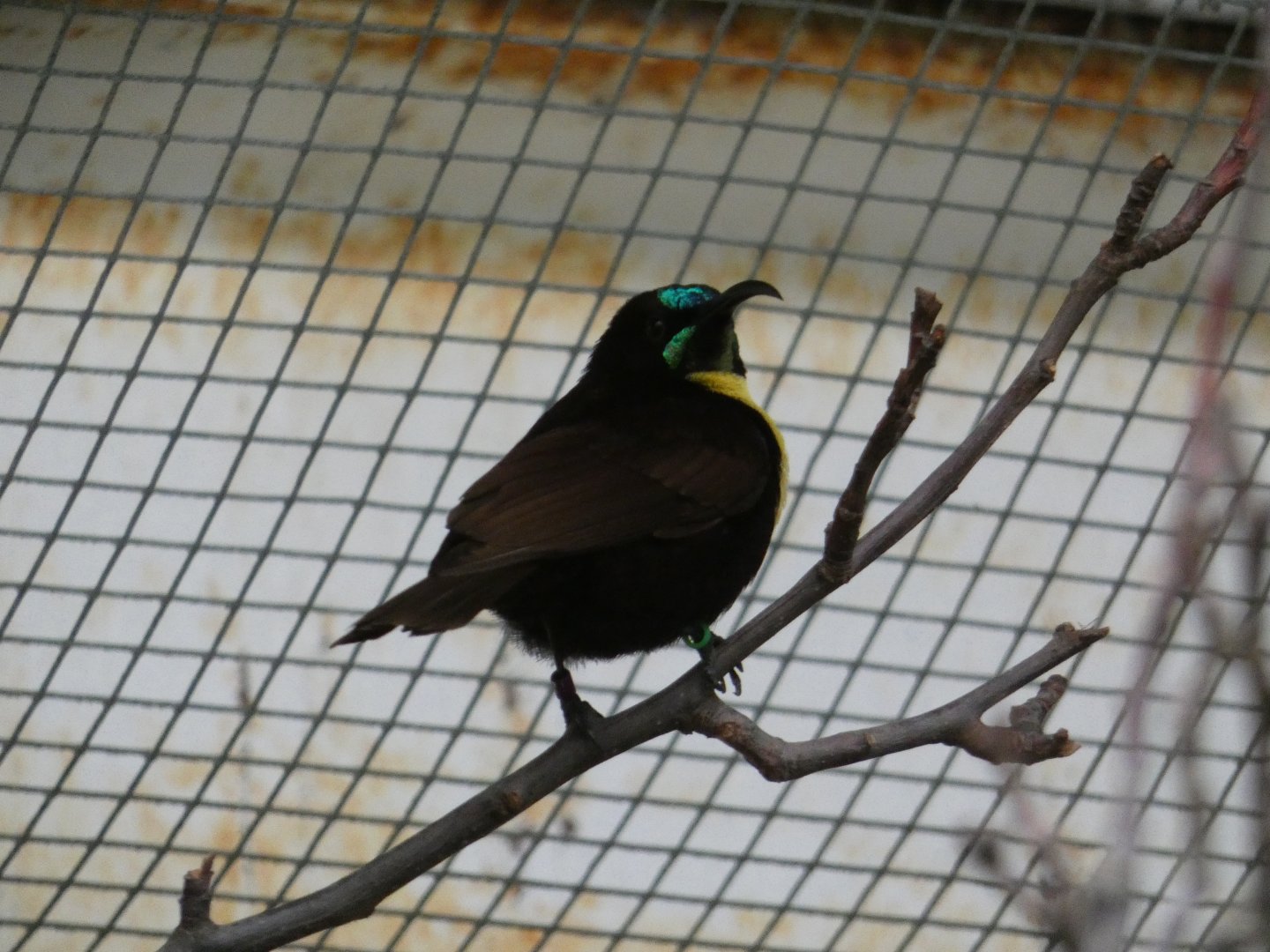 Scarlet-chested sunbird
