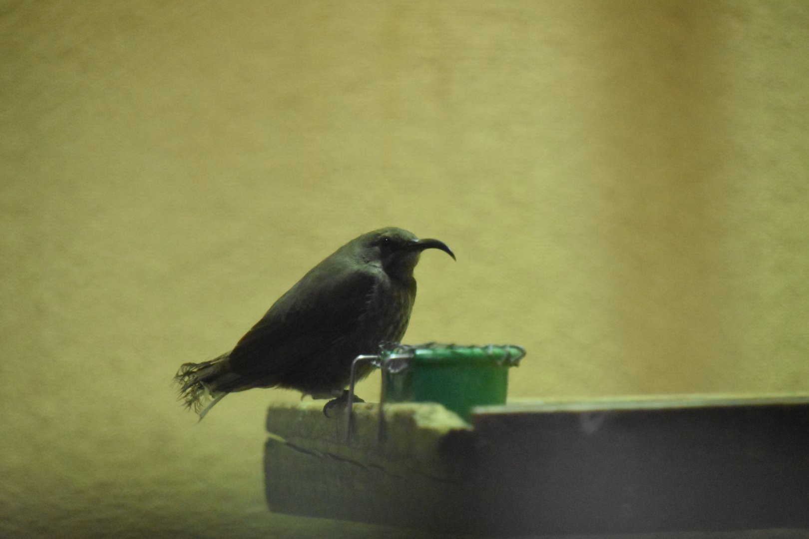 Scarlet-chested sunbird