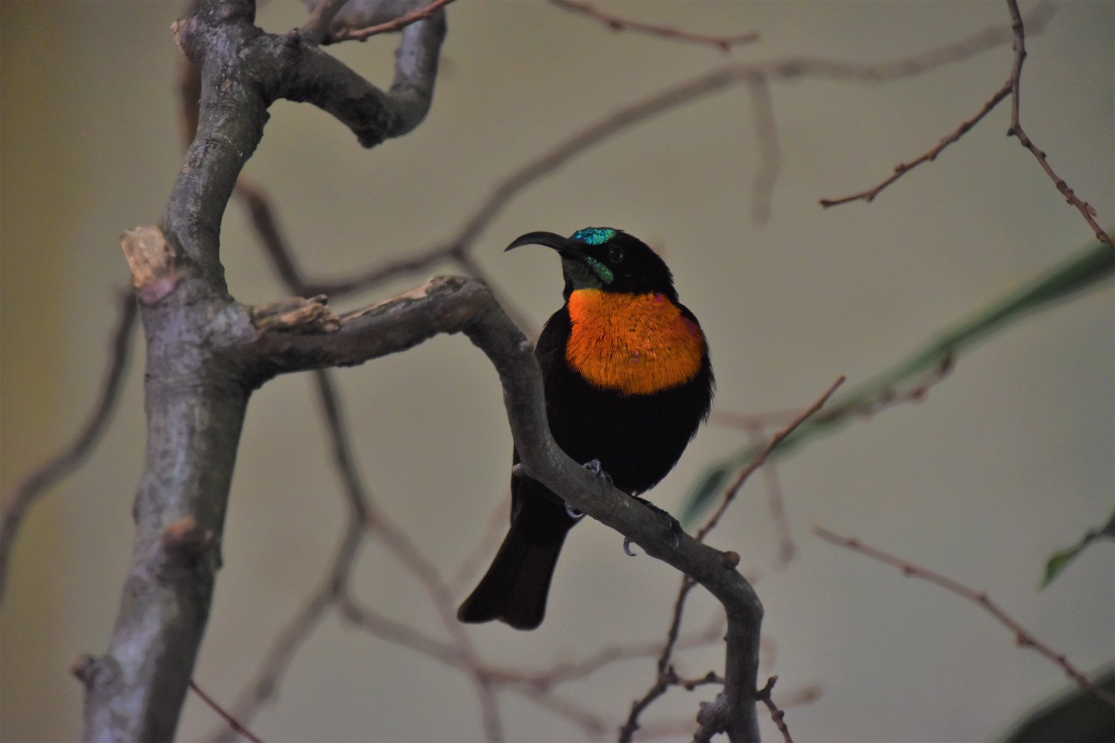 Scarlet-chested sunbird
