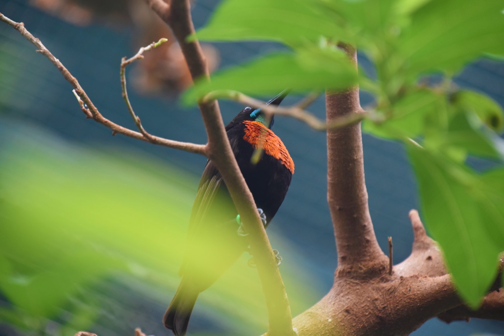 Scarlet chested sunbird
