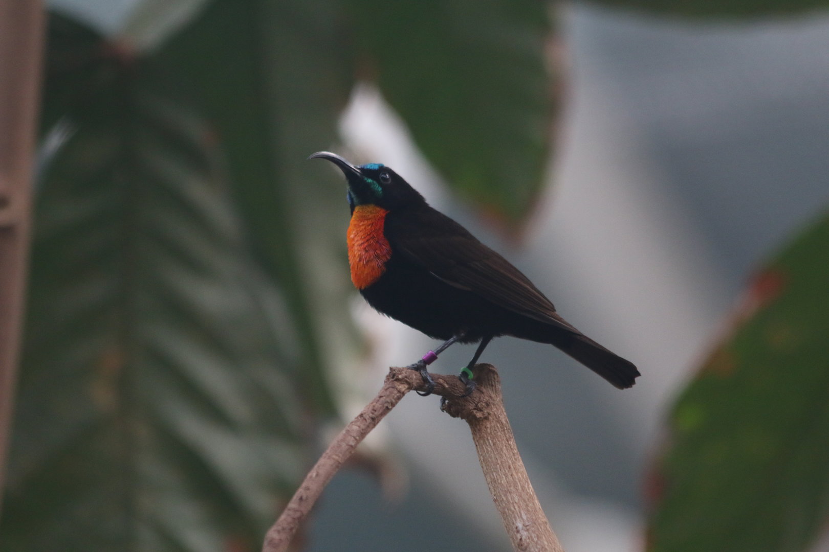Scarlet Chested Sunbird