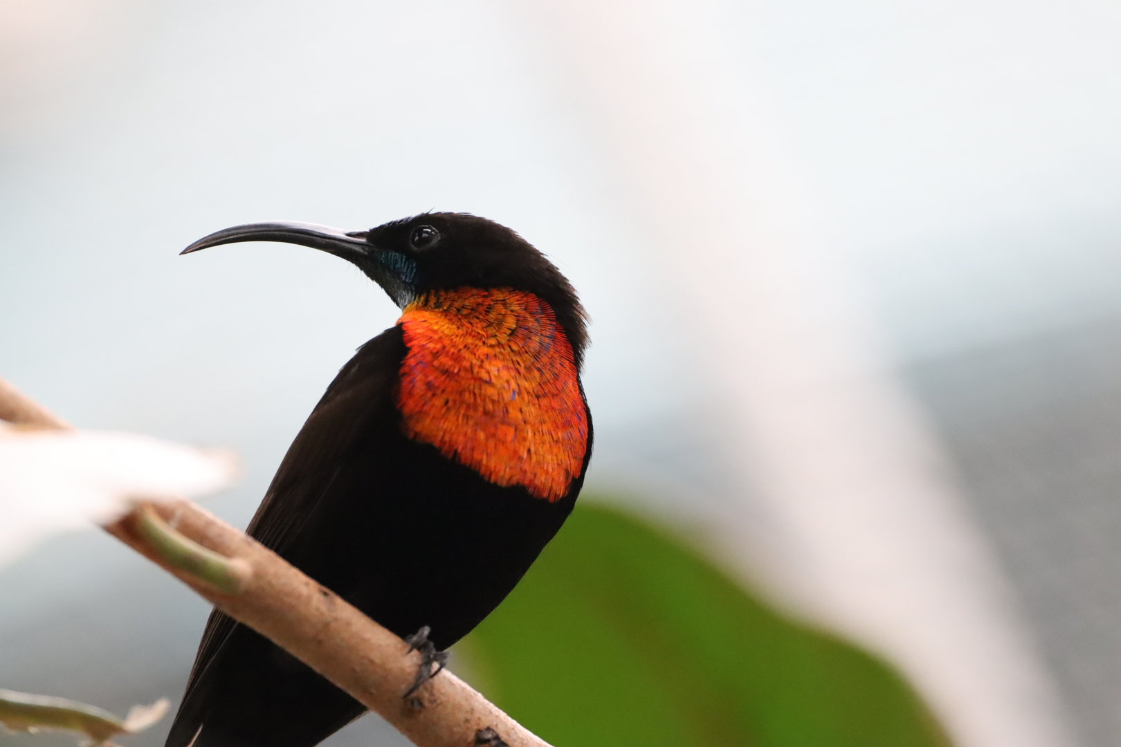 Scarlet-chested Sunbird