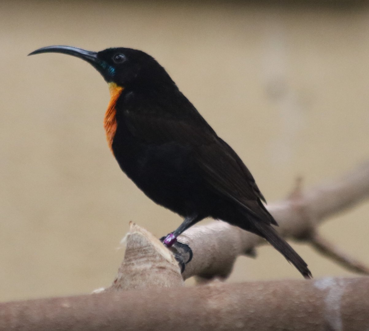 Scarlet-chested Sunbird