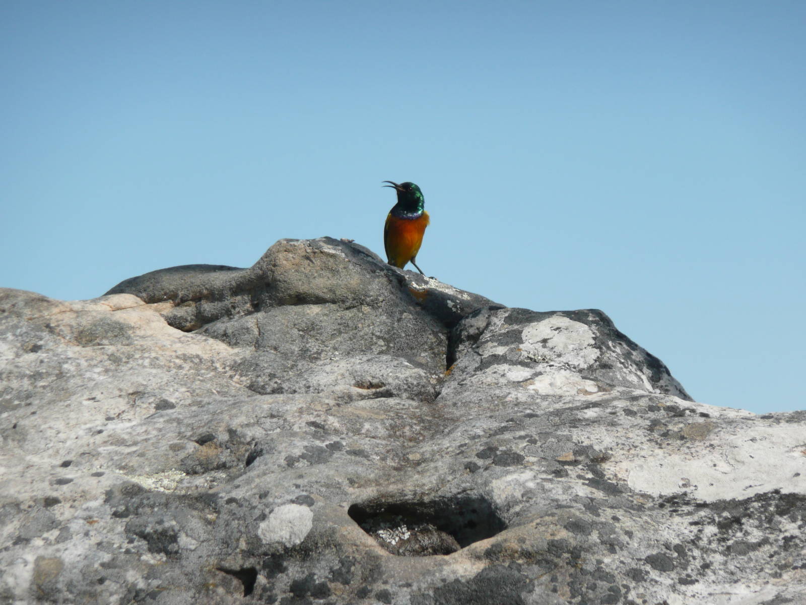 Scarlet-chested Sunbird