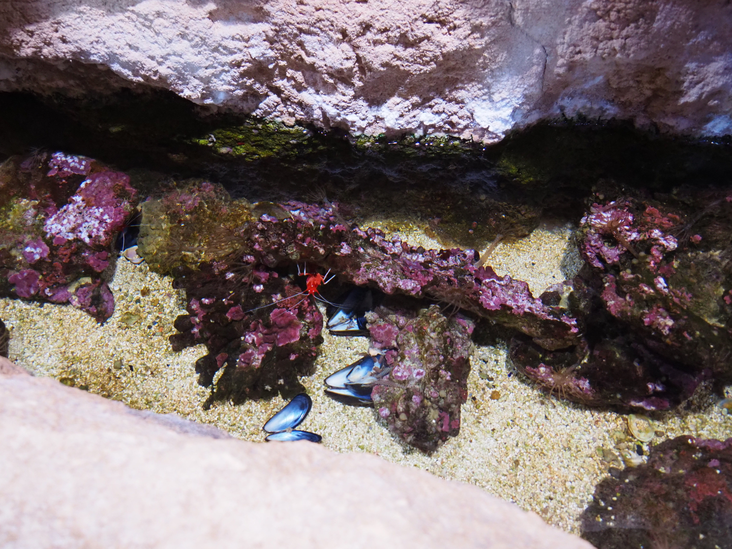 Scarlet cleaner shrimp and hermit crab aquarium, 2019-10-05