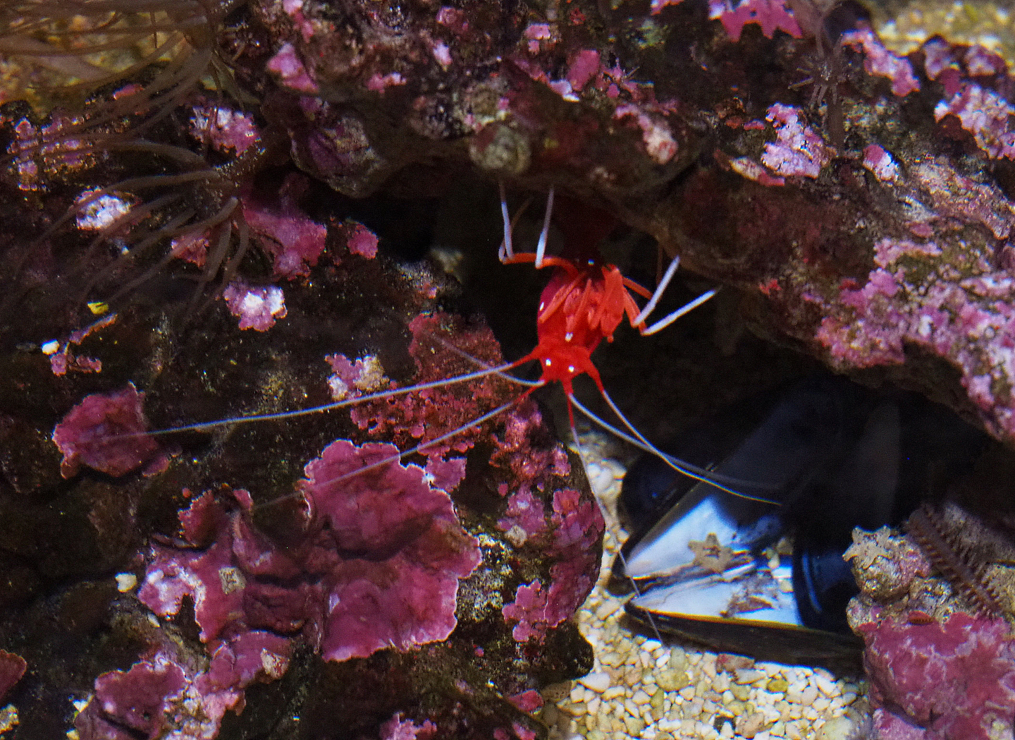 Scarlet cleaner shrimp (Lysmata debelius), 2019-10-05