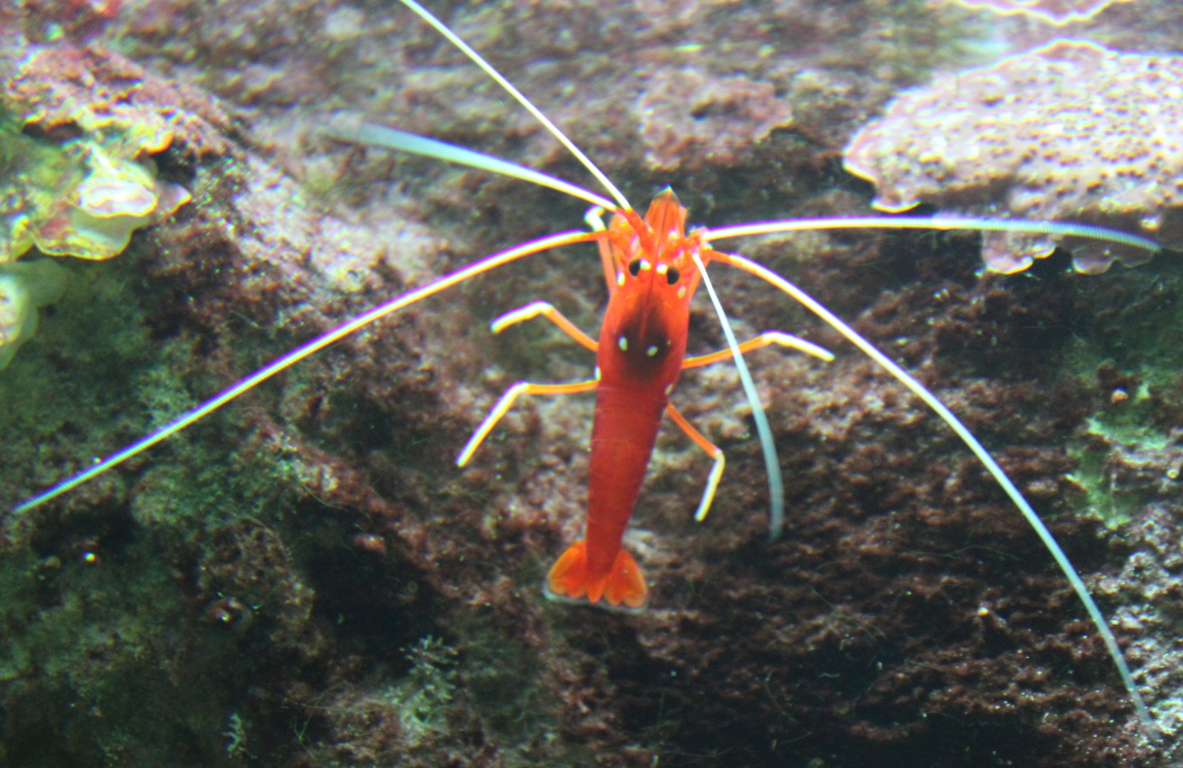 Scarlet cleaner shrimp - Lysmata debelius