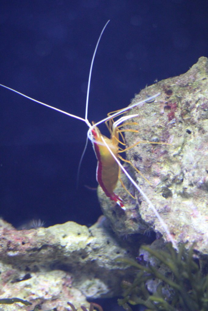 Scarlet Cleaner Shrimp