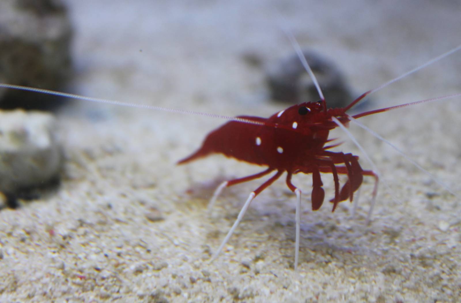 Scarlet cleaner shrimp