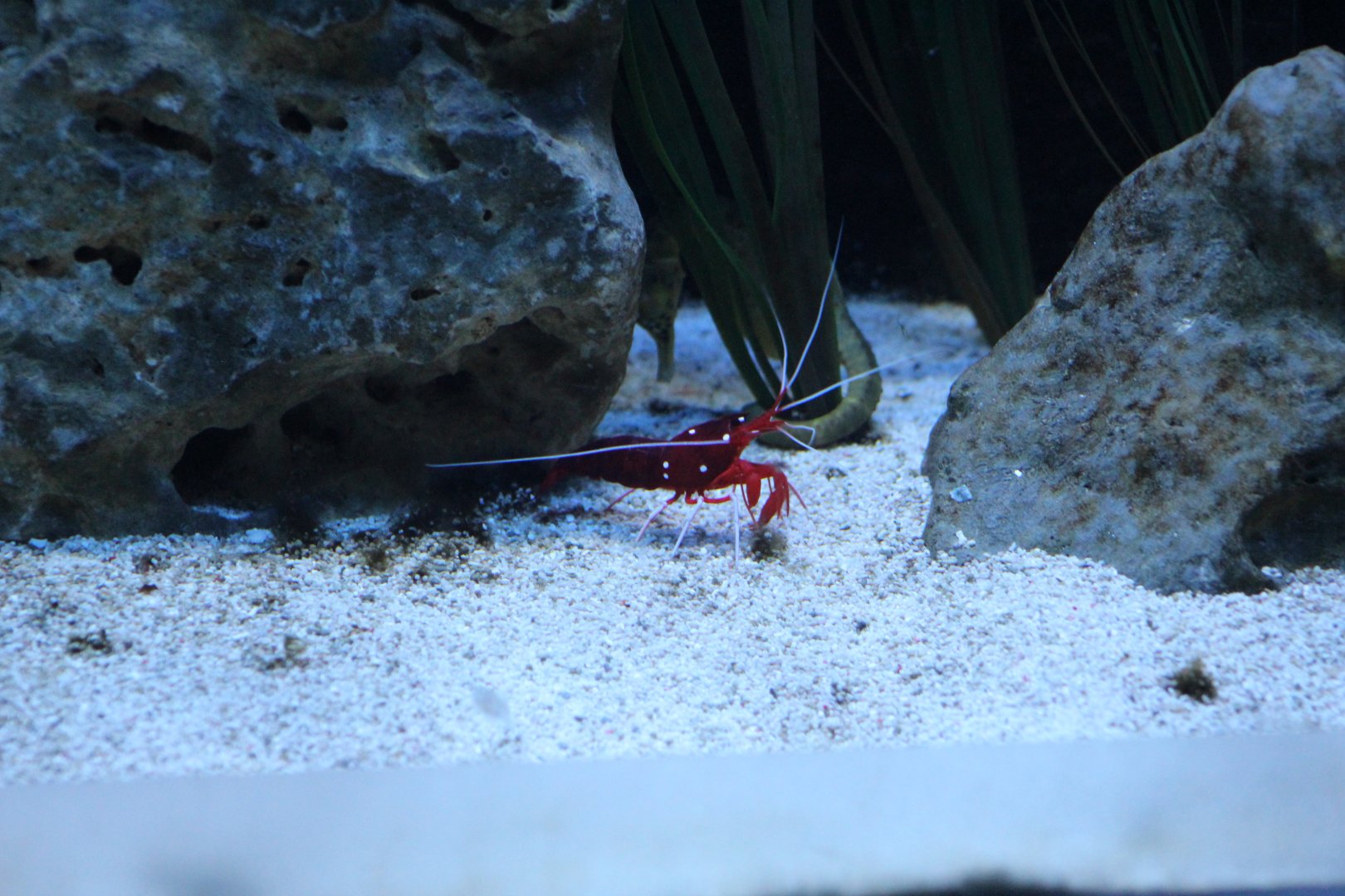 Scarlet Cleaner Shrimp