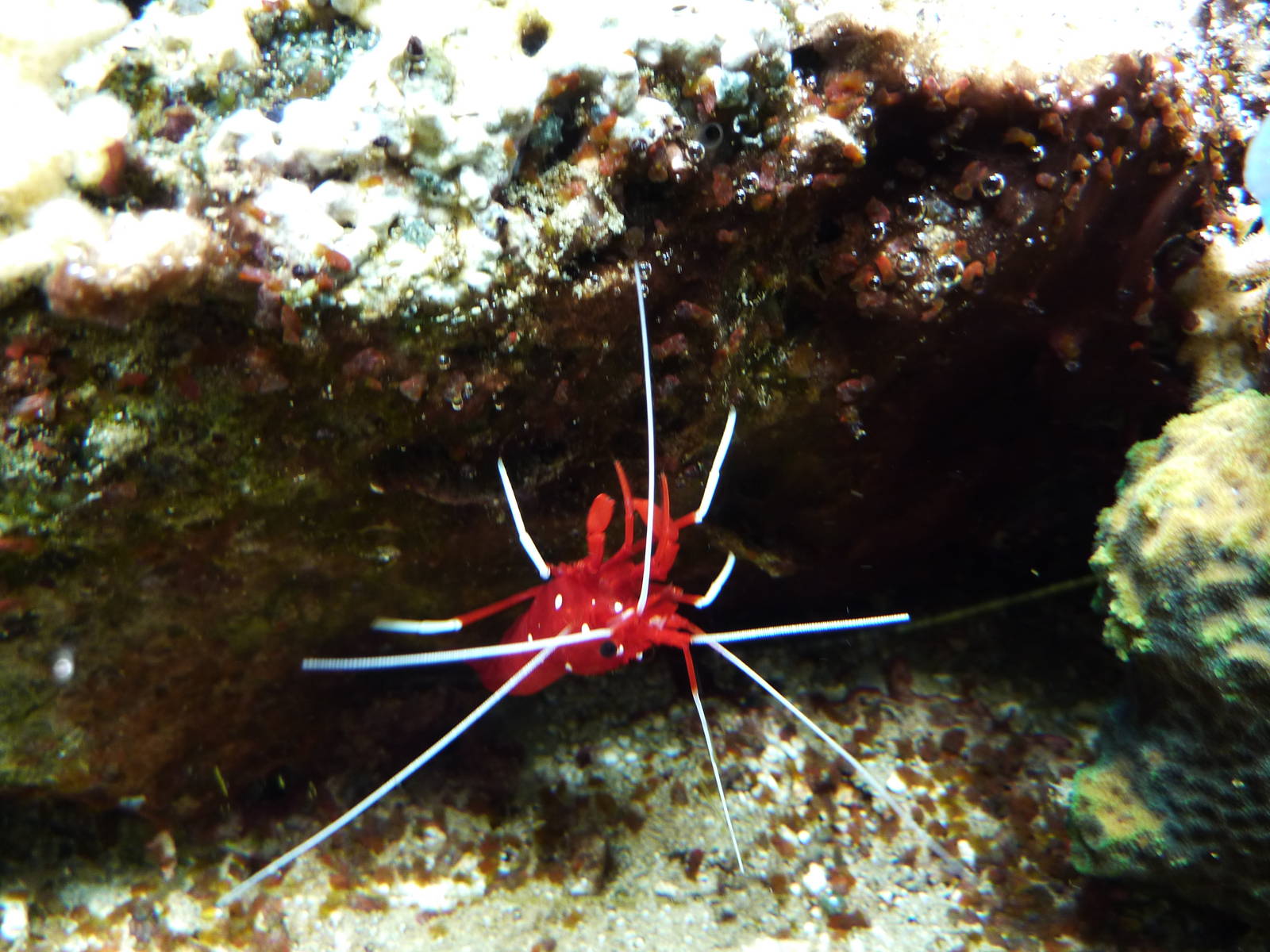 Scarlet cleaner shrimp