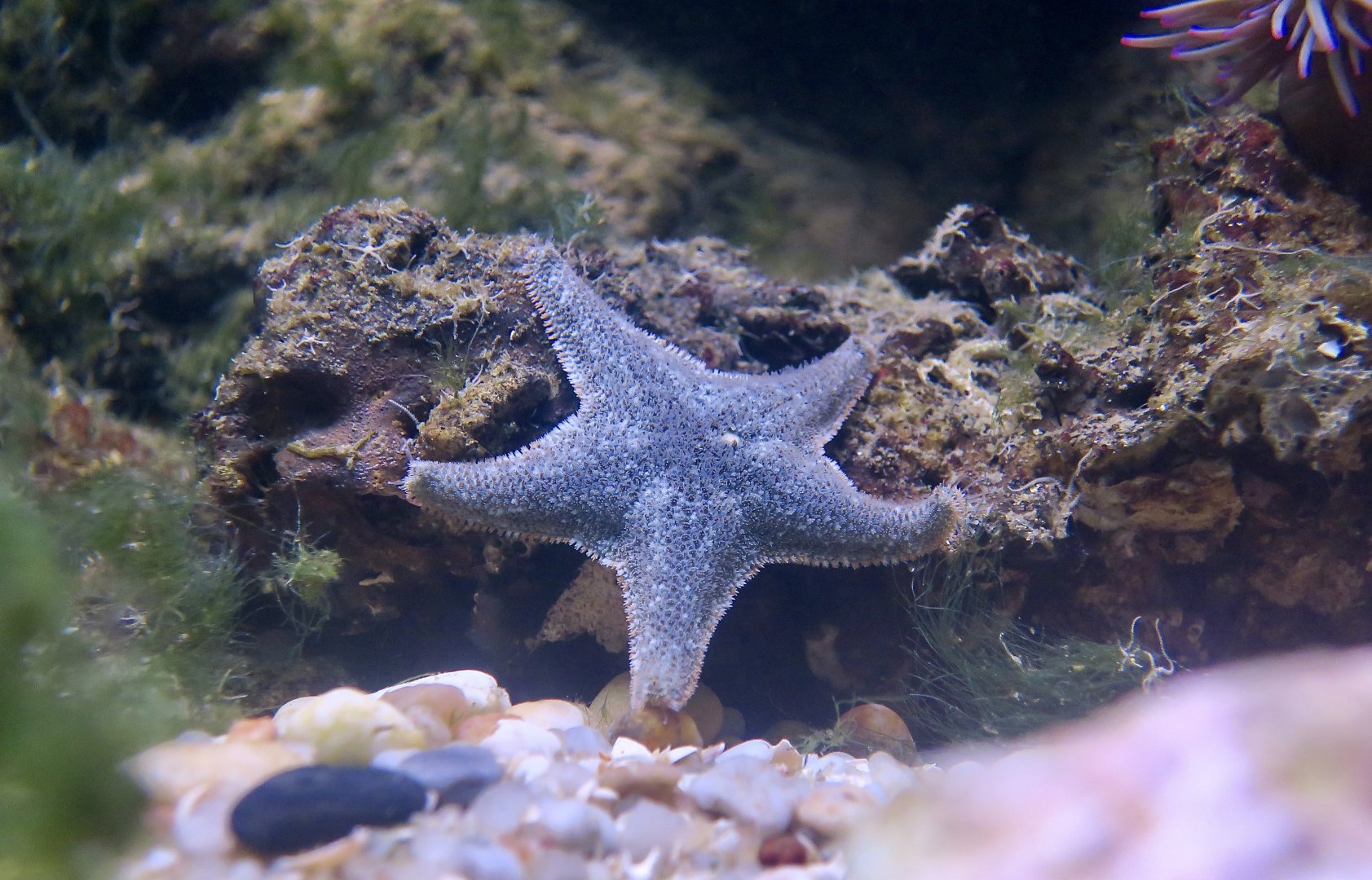 Scarlet Cushion Sea Star (Asterina gibbosa)