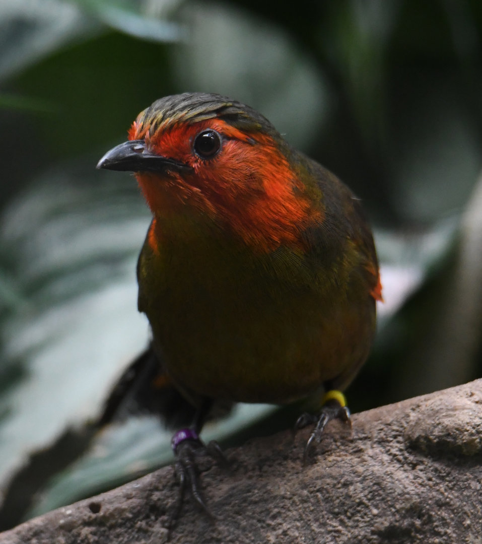 Scarlet-faced liochichla - Feathers & Scales