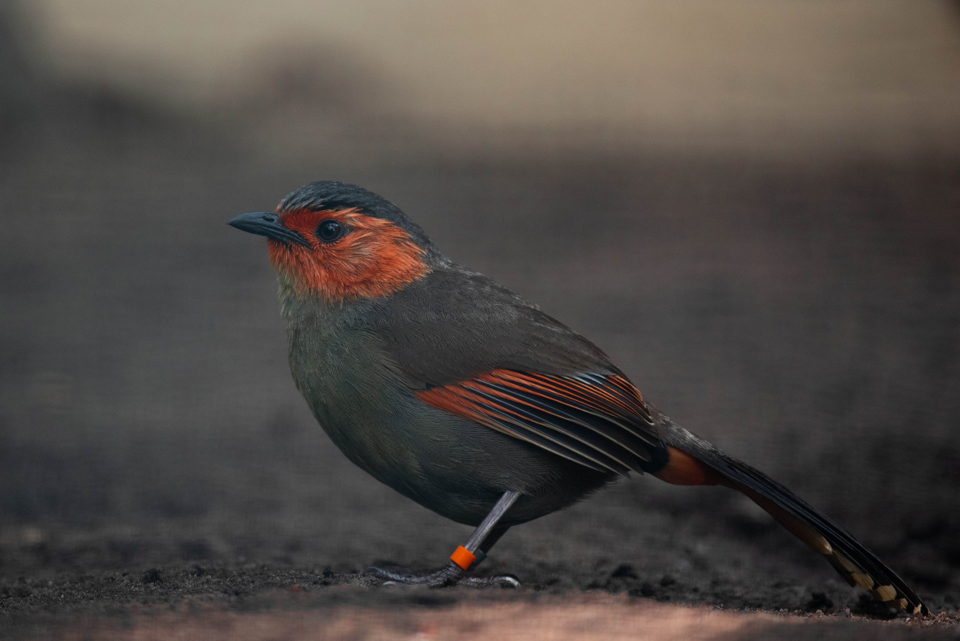 Scarlet-faced liocichla - Liocichla ripponi