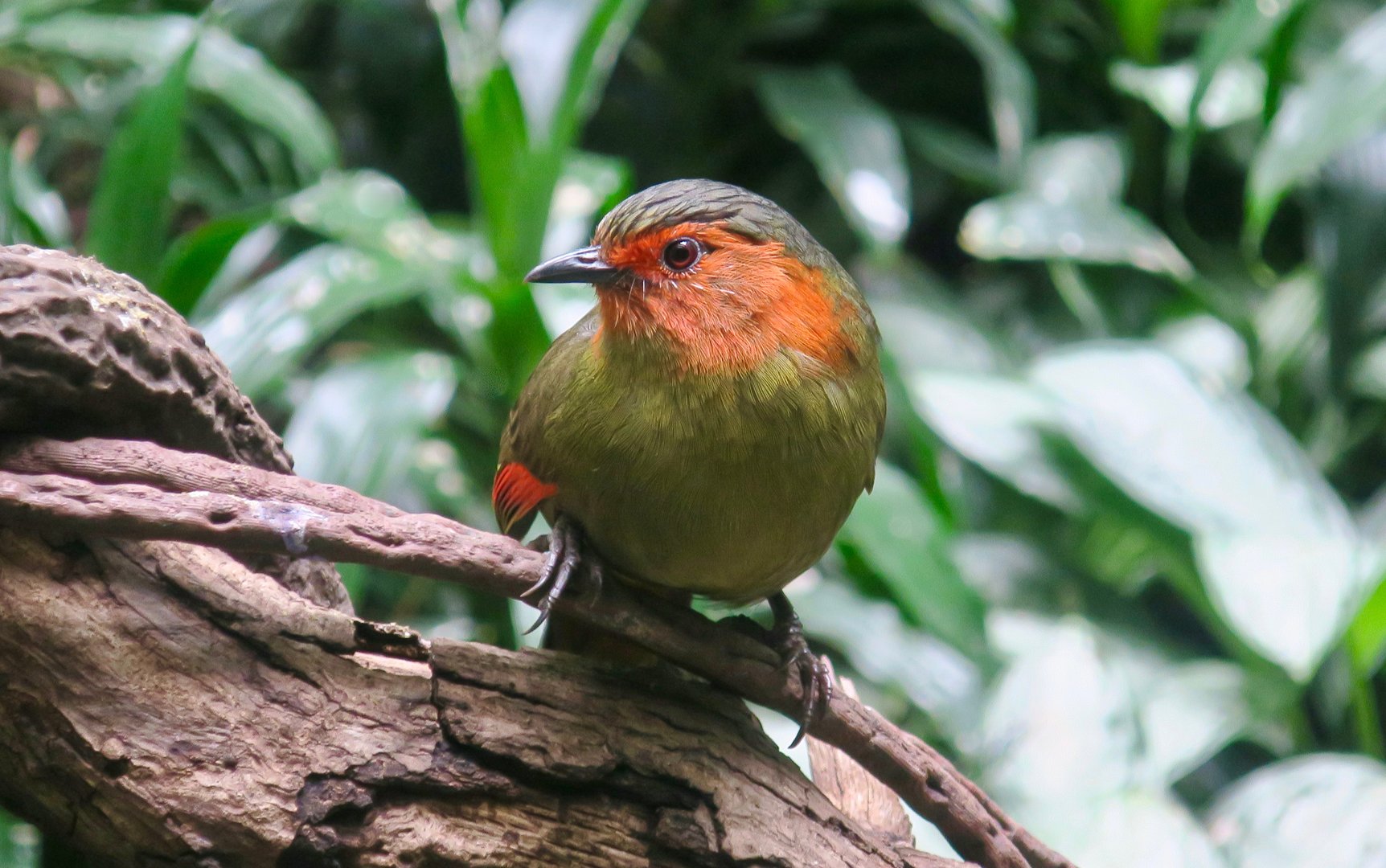 Scarlet-Faced Liocichla (Liocichla ripponi)