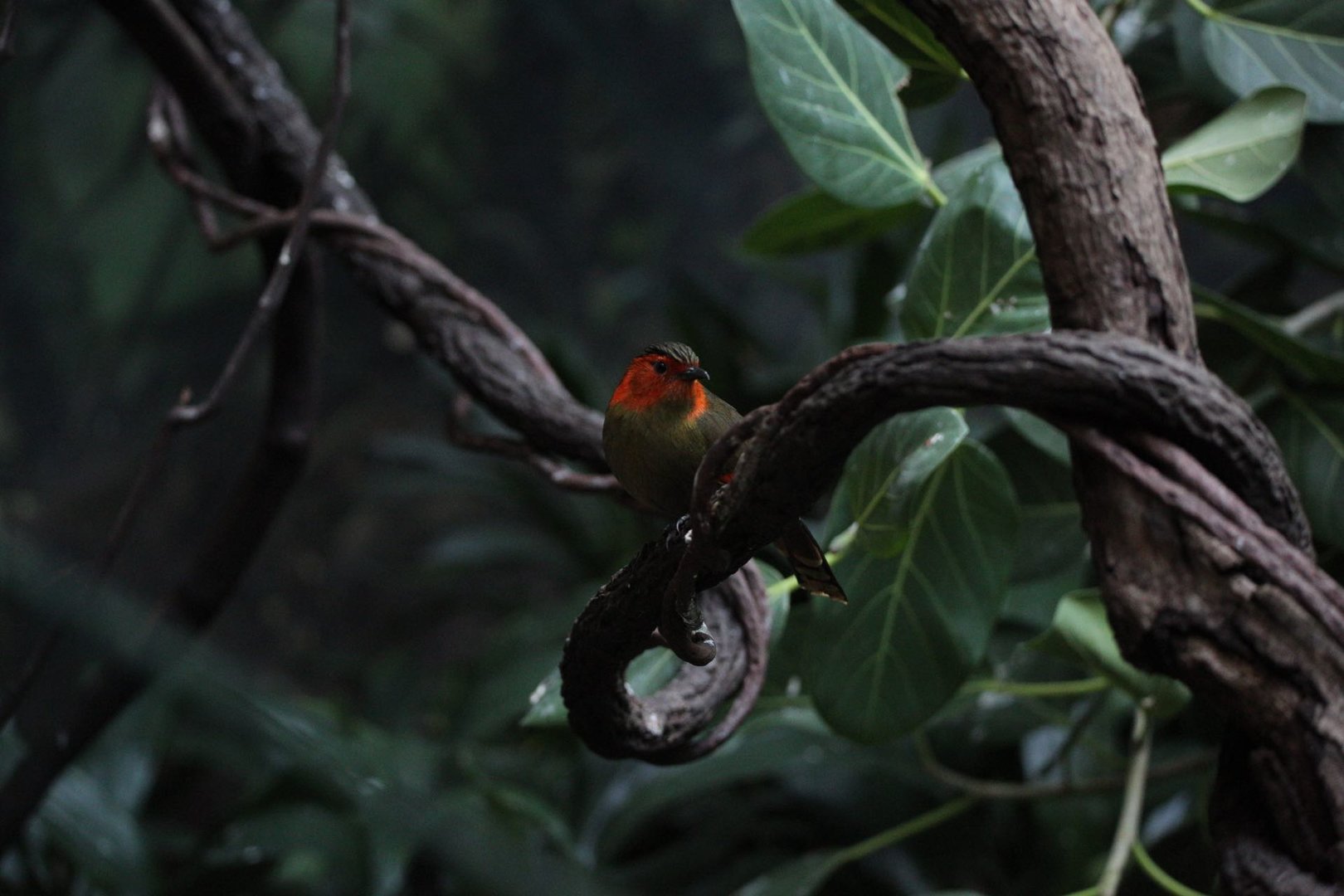 Scarlet-faced liocichla/ Liocichla ripponi