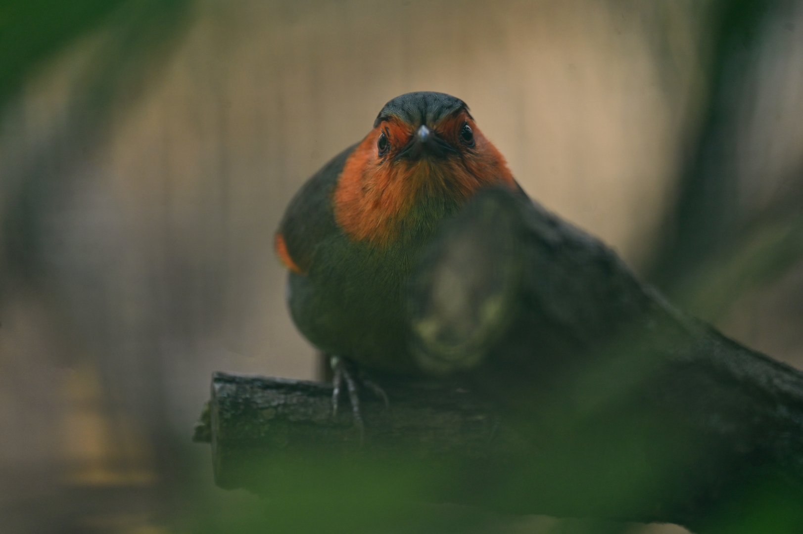 Scarlet-faced Liocichla Liocichla ripponi