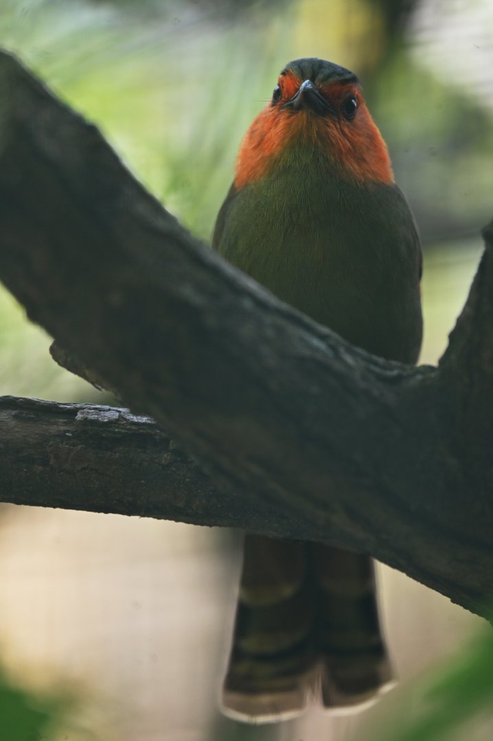 Scarlet-faced Liocichla Liocichla ripponi