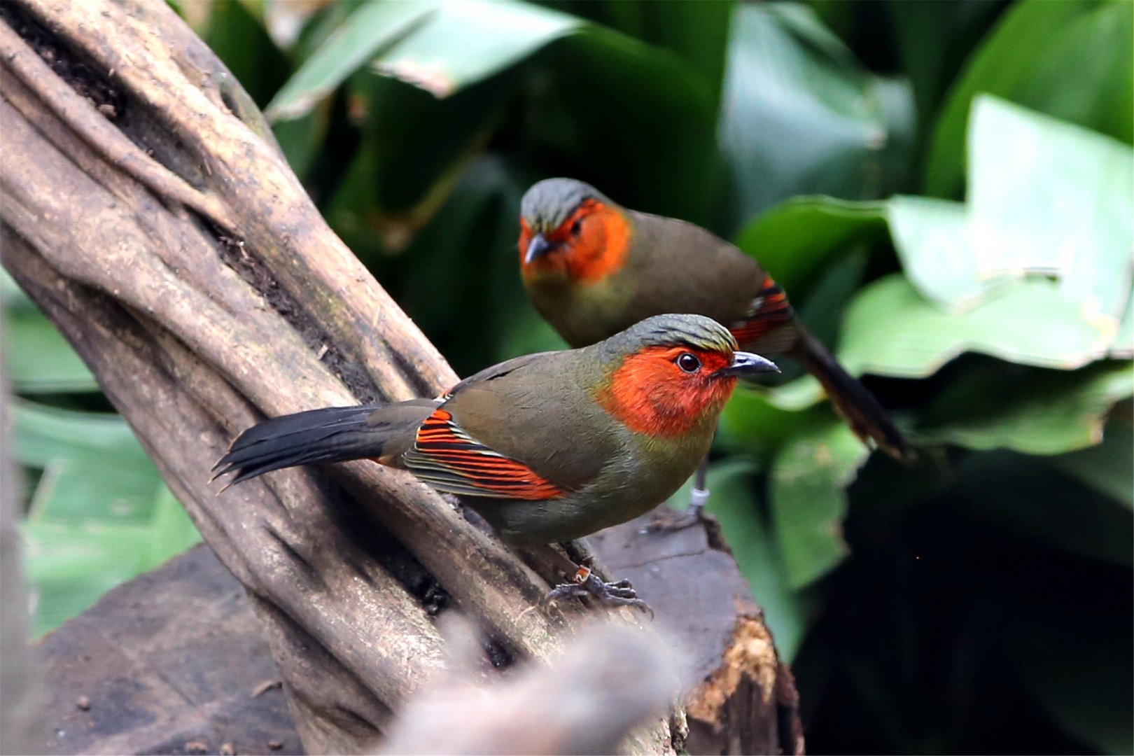 Scarlet-faced Liocichla (Liocichla ripponi)
